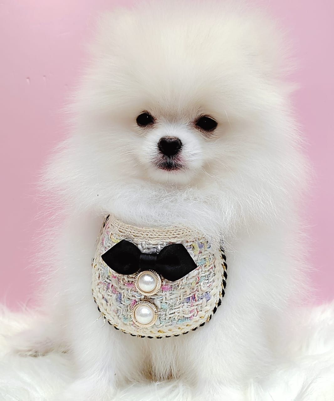 Pomeranian 博美