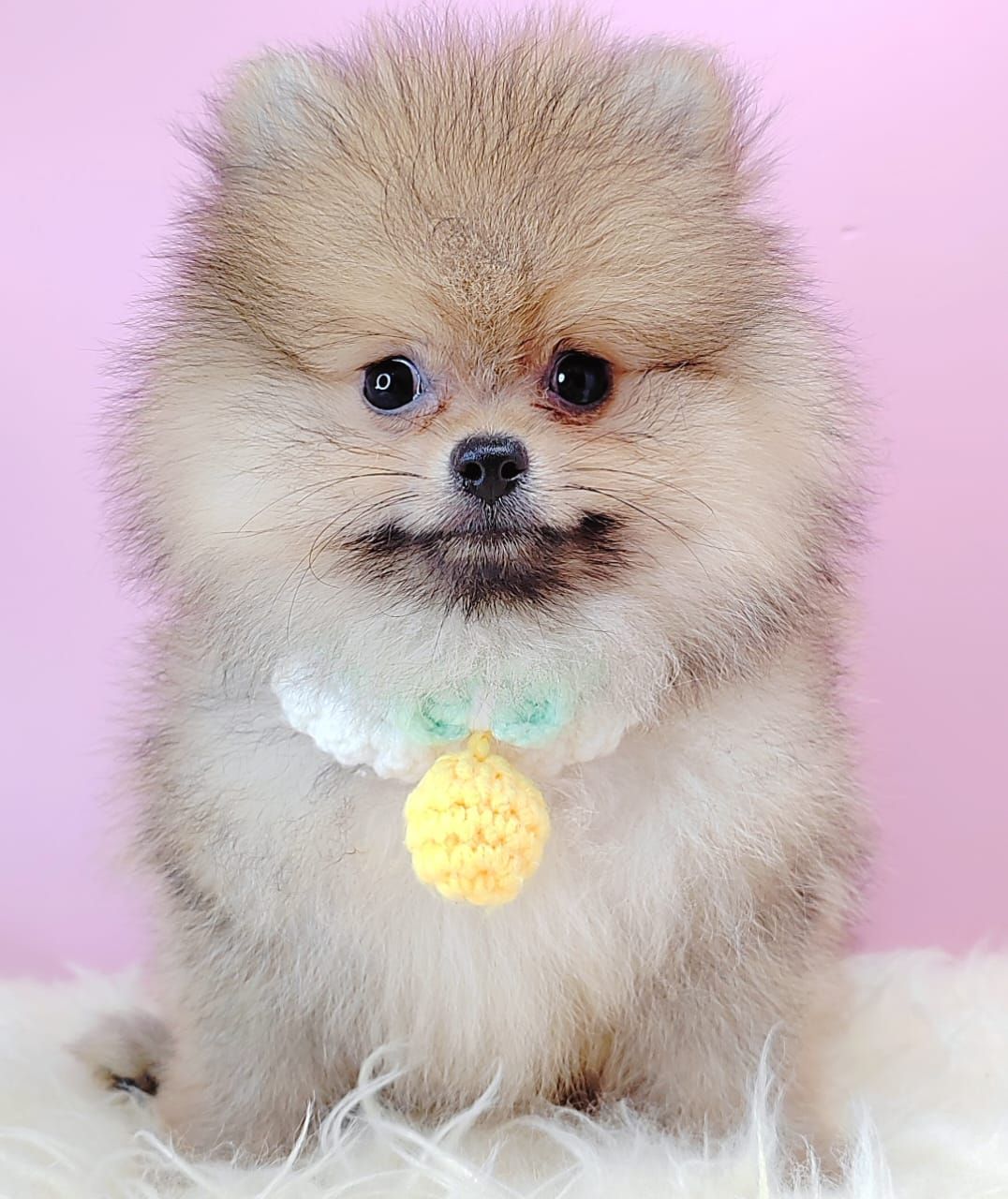 Pomeranian 博美