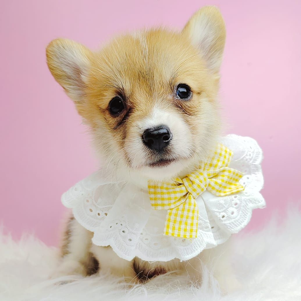 Corgi 柯基