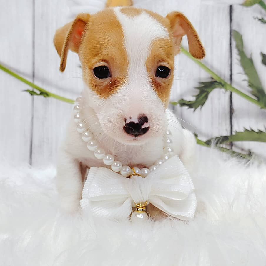 Jack Russell Terrier 杰克罗素梗