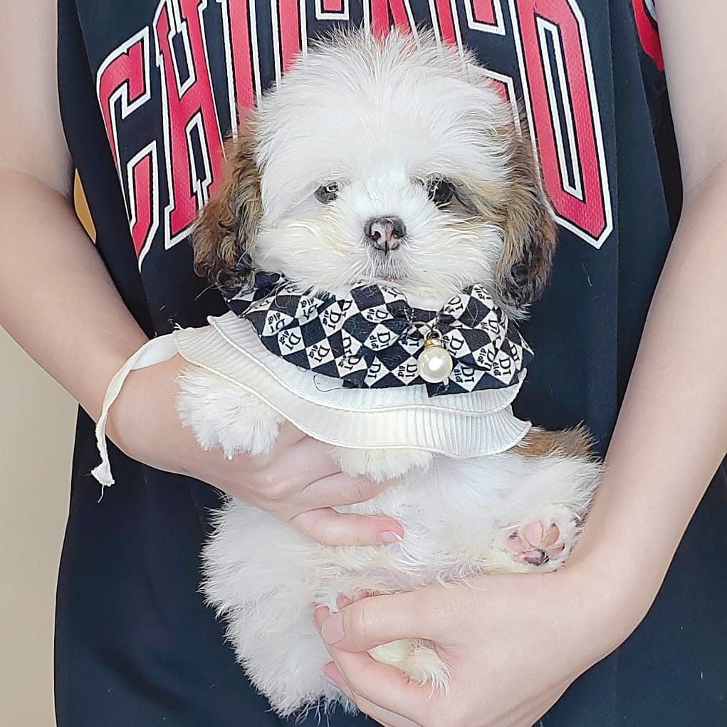 Shih Tzu 西施