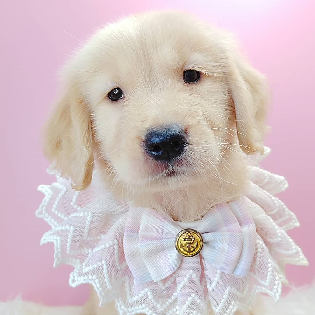Golden Retriever 黄金猎犬
