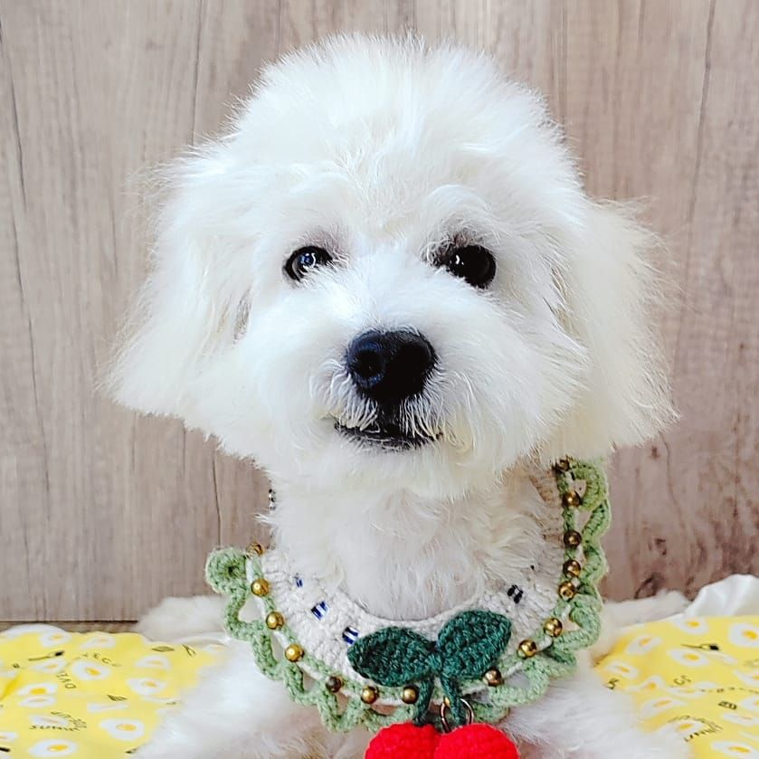 Poodle 娉拌开璐靛