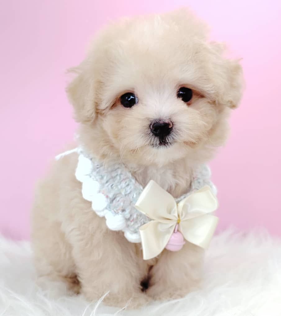 Maltipoo 马尔泰迪