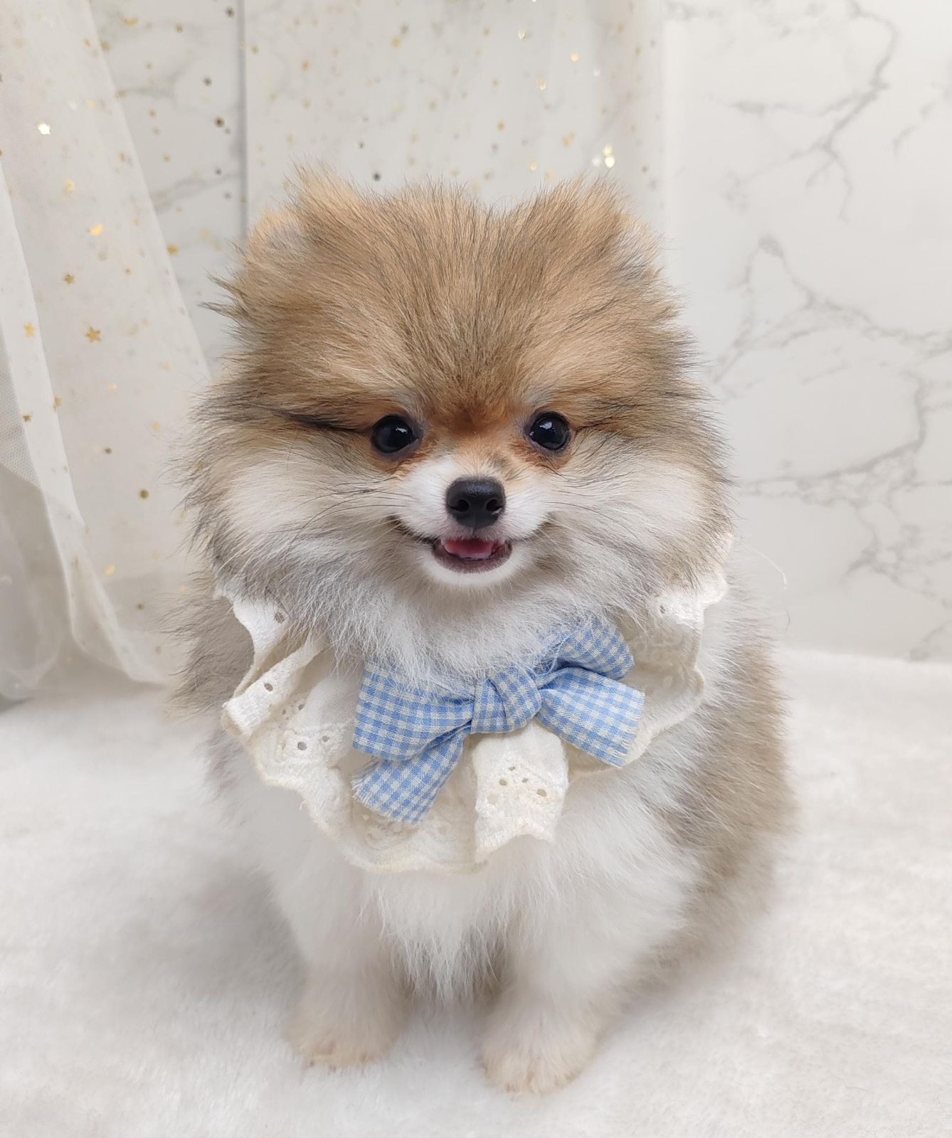 Pomeranian 博美