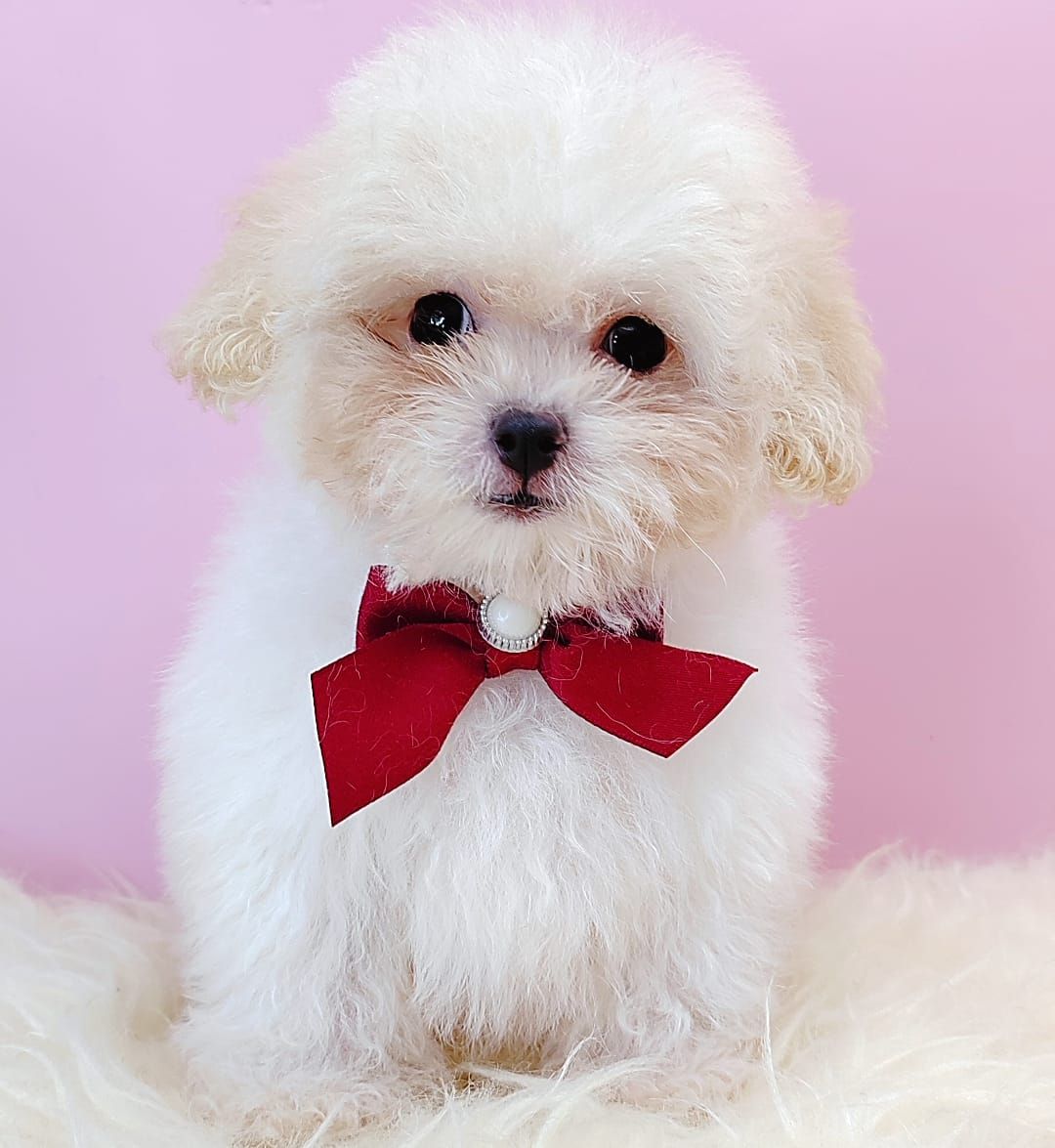 Poodle 娉拌开璐靛