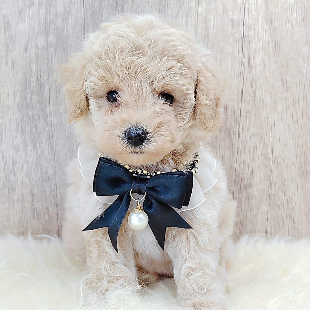 Poodle 娉拌开璐靛