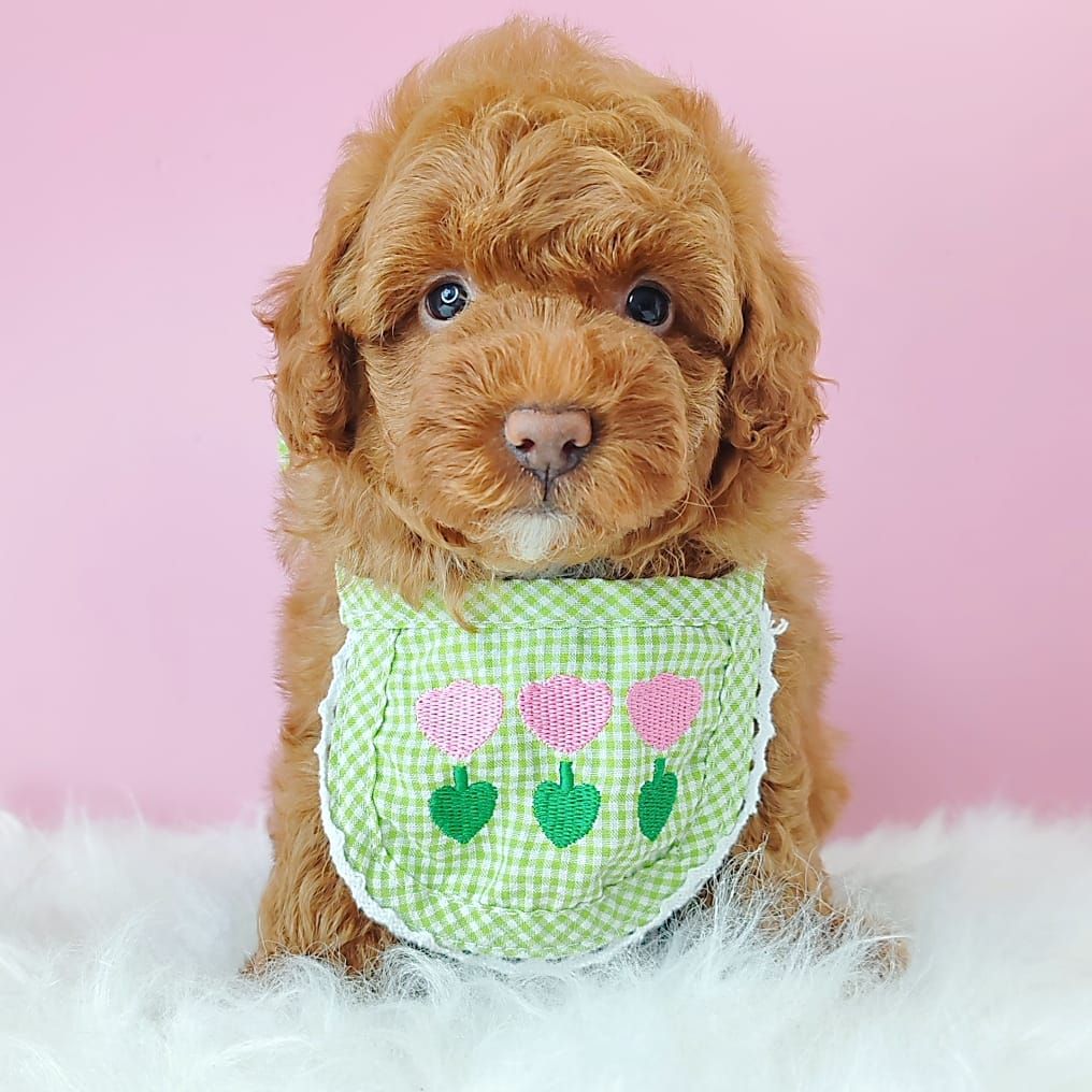 Poodle 娉拌开璐靛