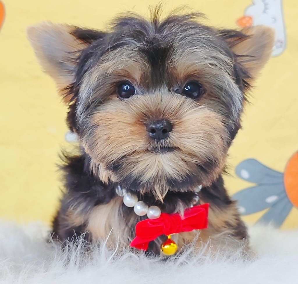 Yorkshire Terrier 约克夏