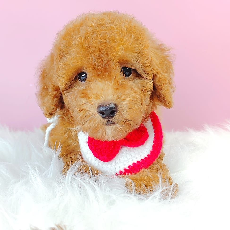 Poodle 娉拌开璐靛