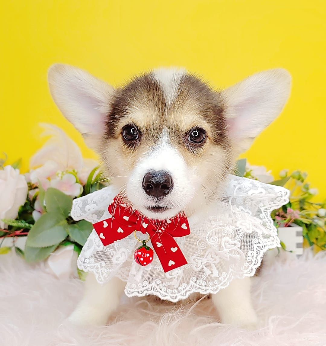 Welsh Corgi 柯基
