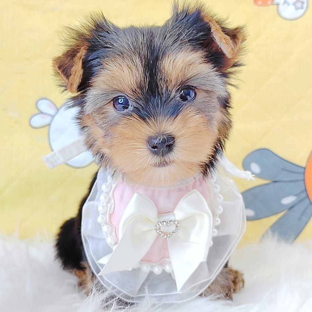 Yorkshire Terrier 约克夏