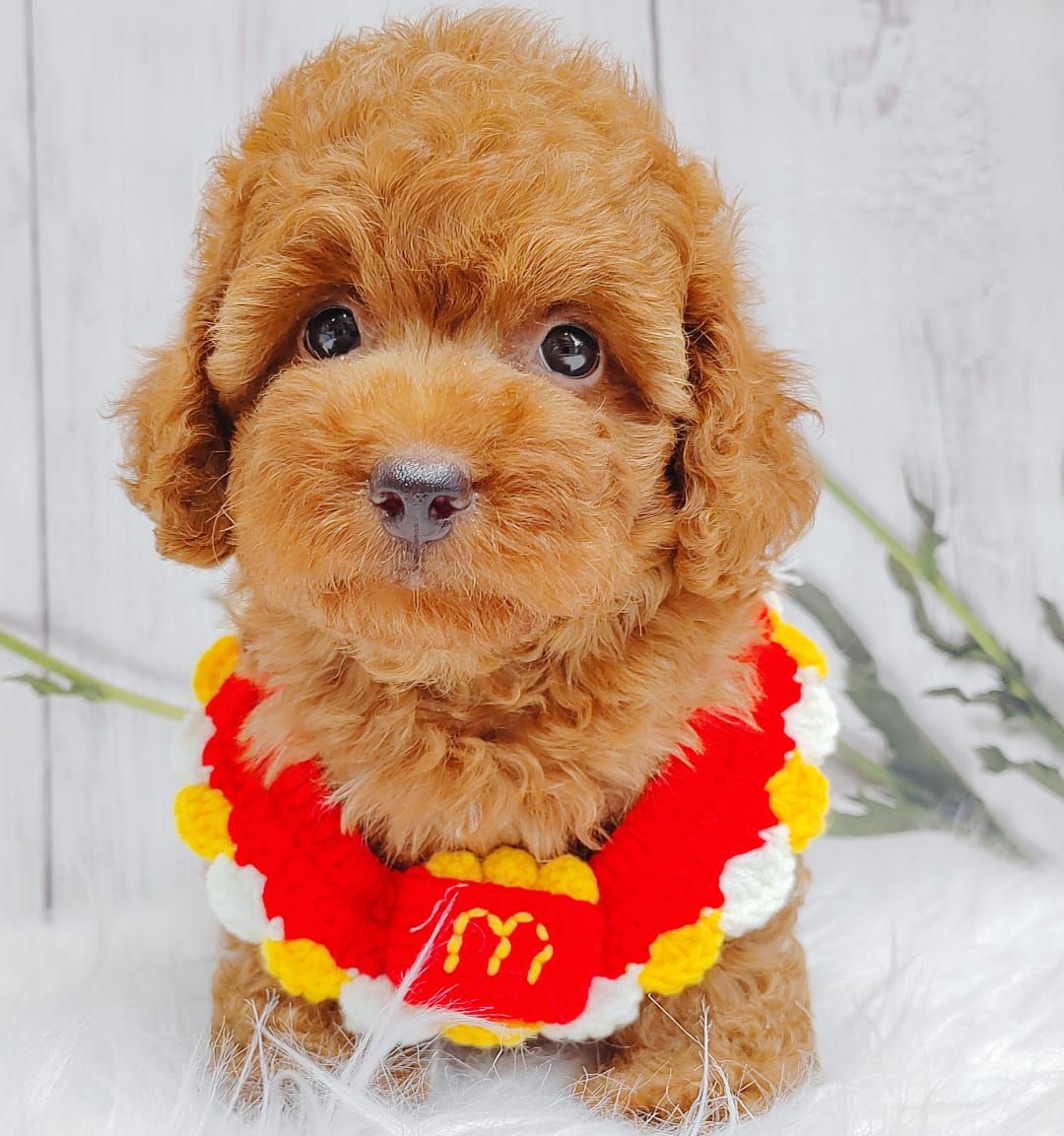 Poodle 娉拌开璐靛