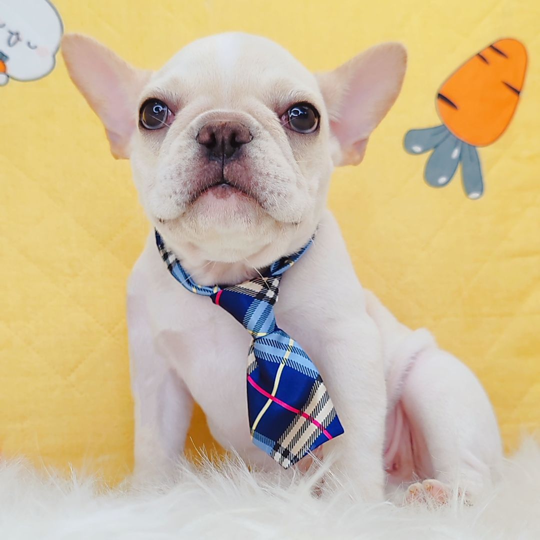 French Bulldog 法斗