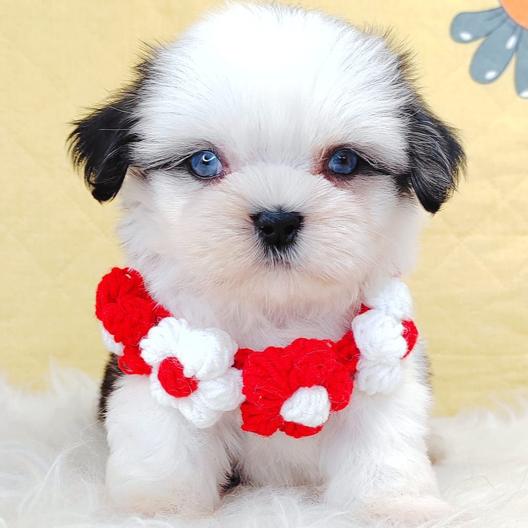 Shih Tzu 西施