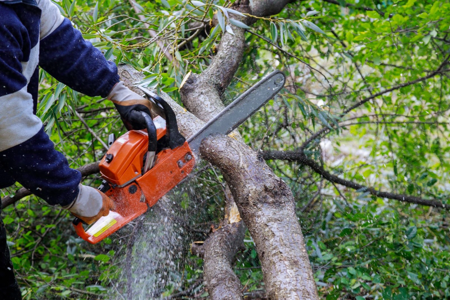 Tree Cutting Services