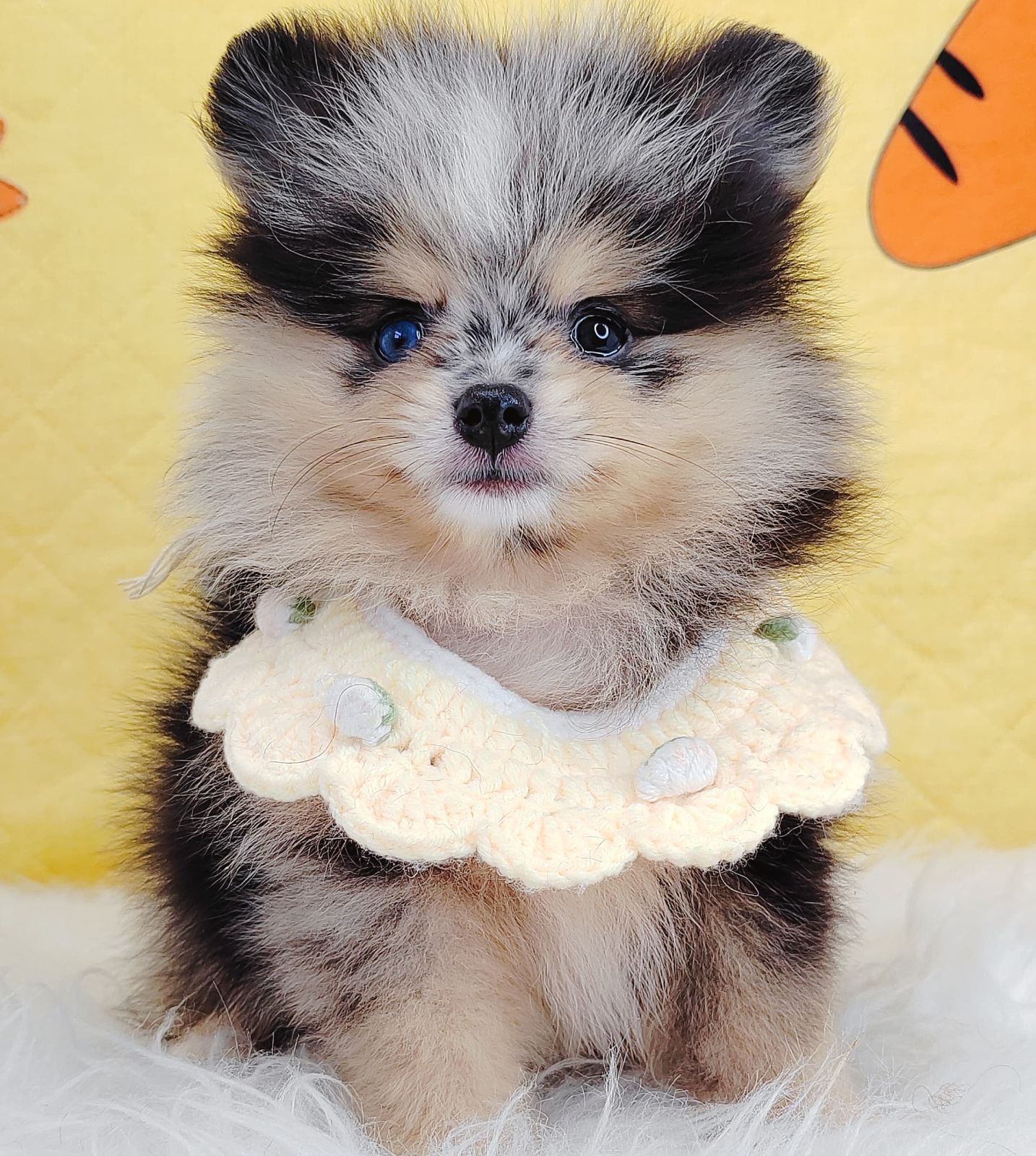 Pomeranian 博美