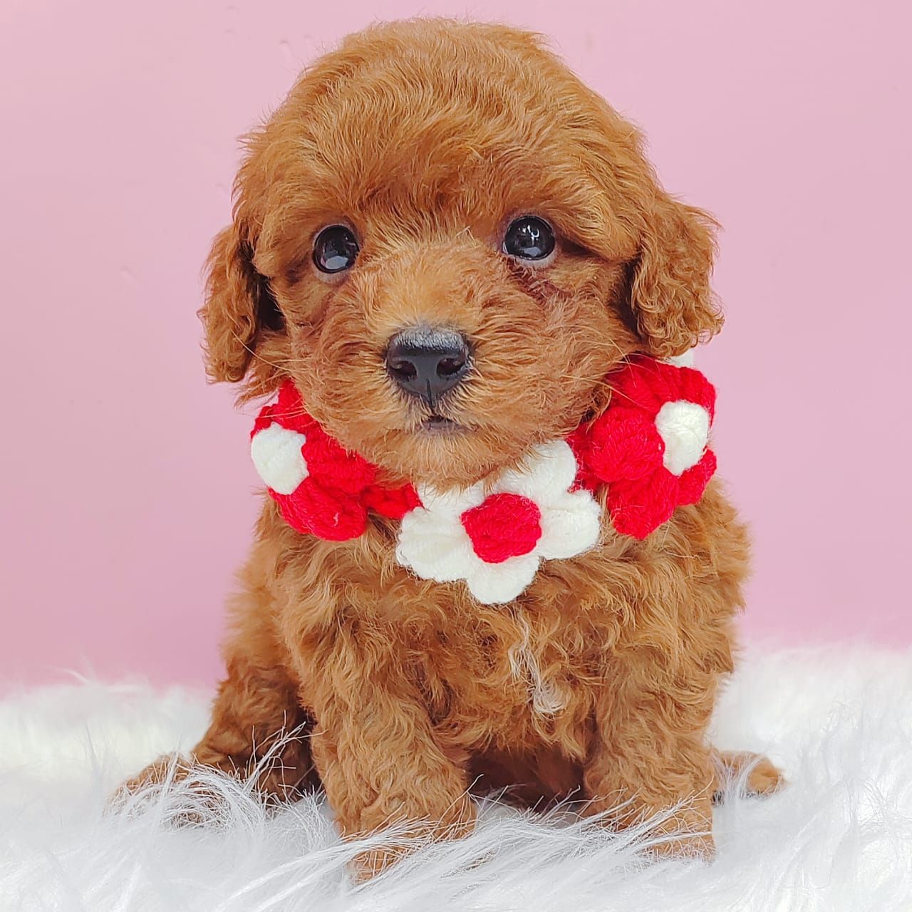 Poodle 娉拌开璐靛