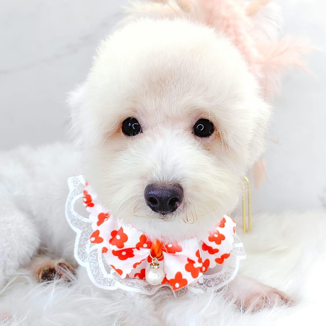 Poodle 娉拌开璐靛
