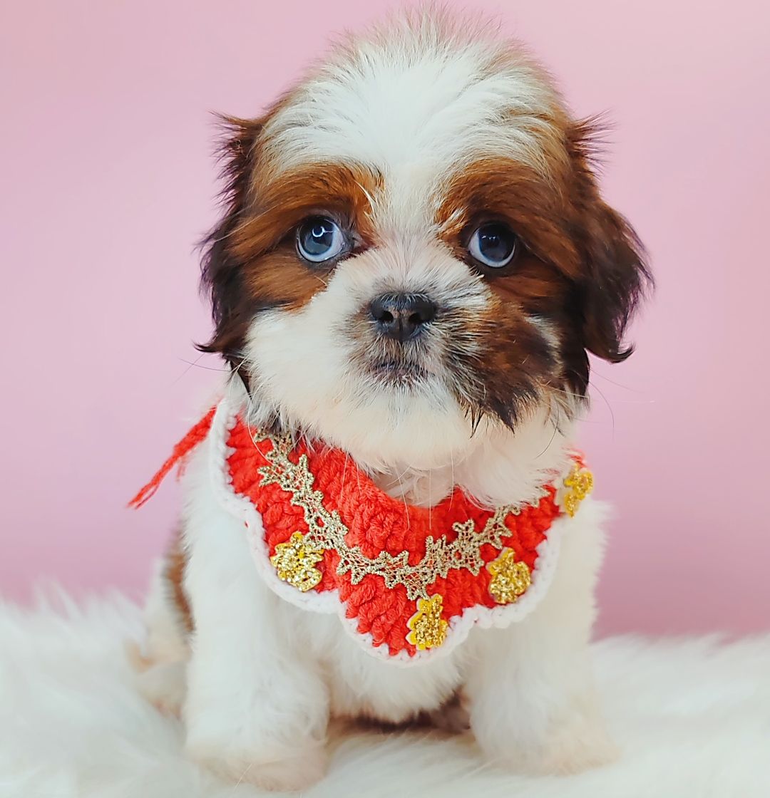 Shih Tzu 西施