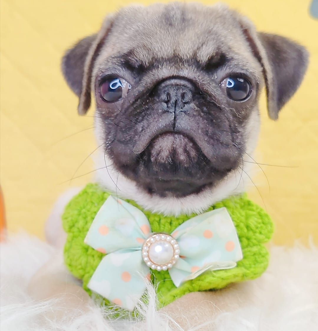 Pug 巴哥