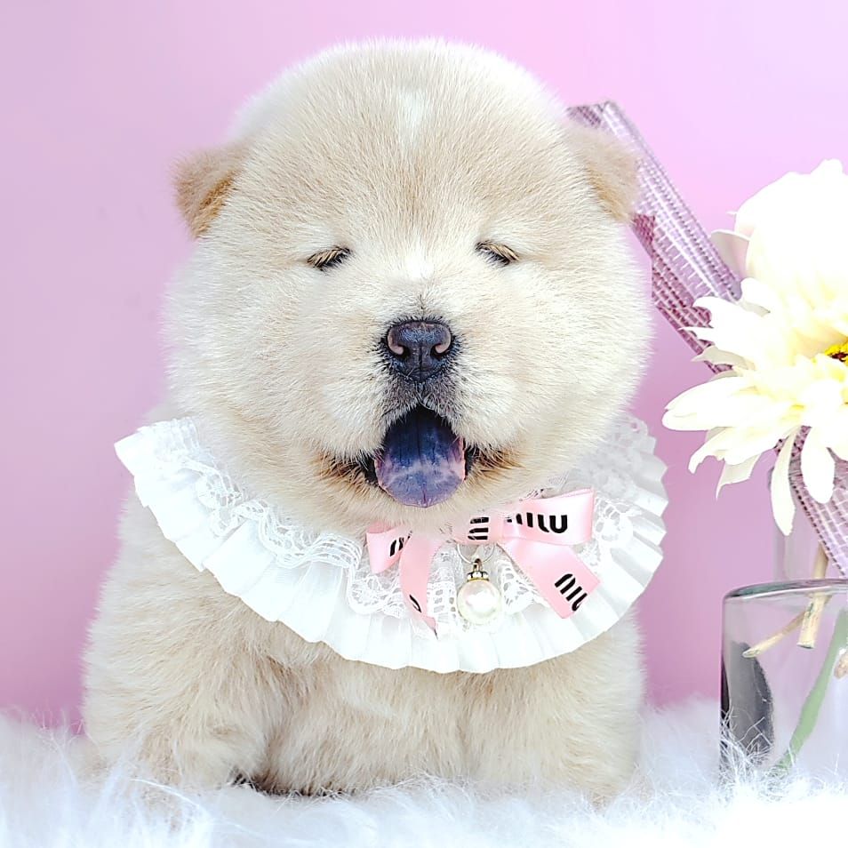 Chow Chow 松狮犬