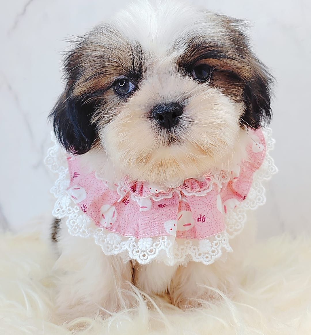 Shih Tzu 西施