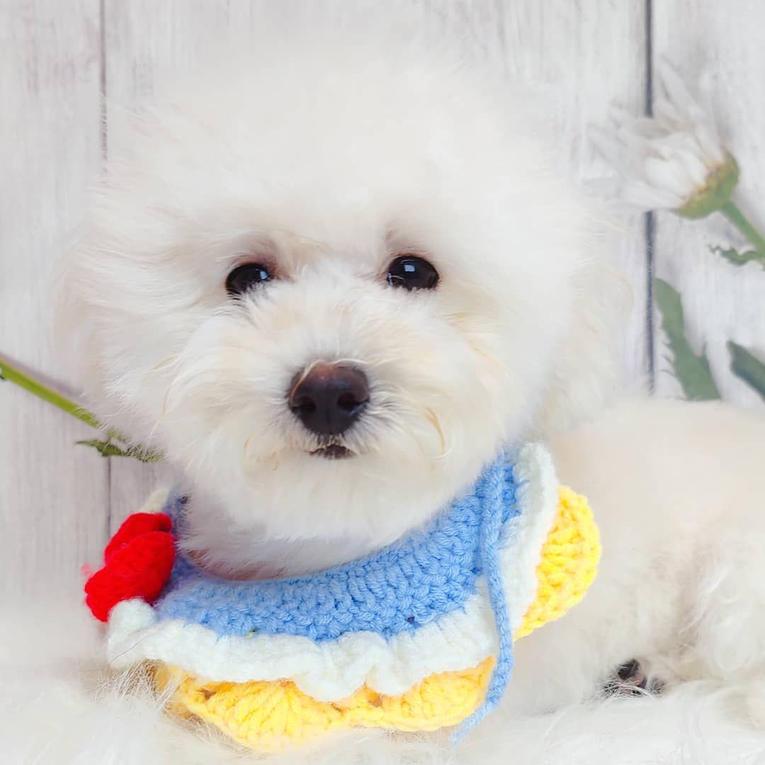 Maltipoo 马尔泰迪