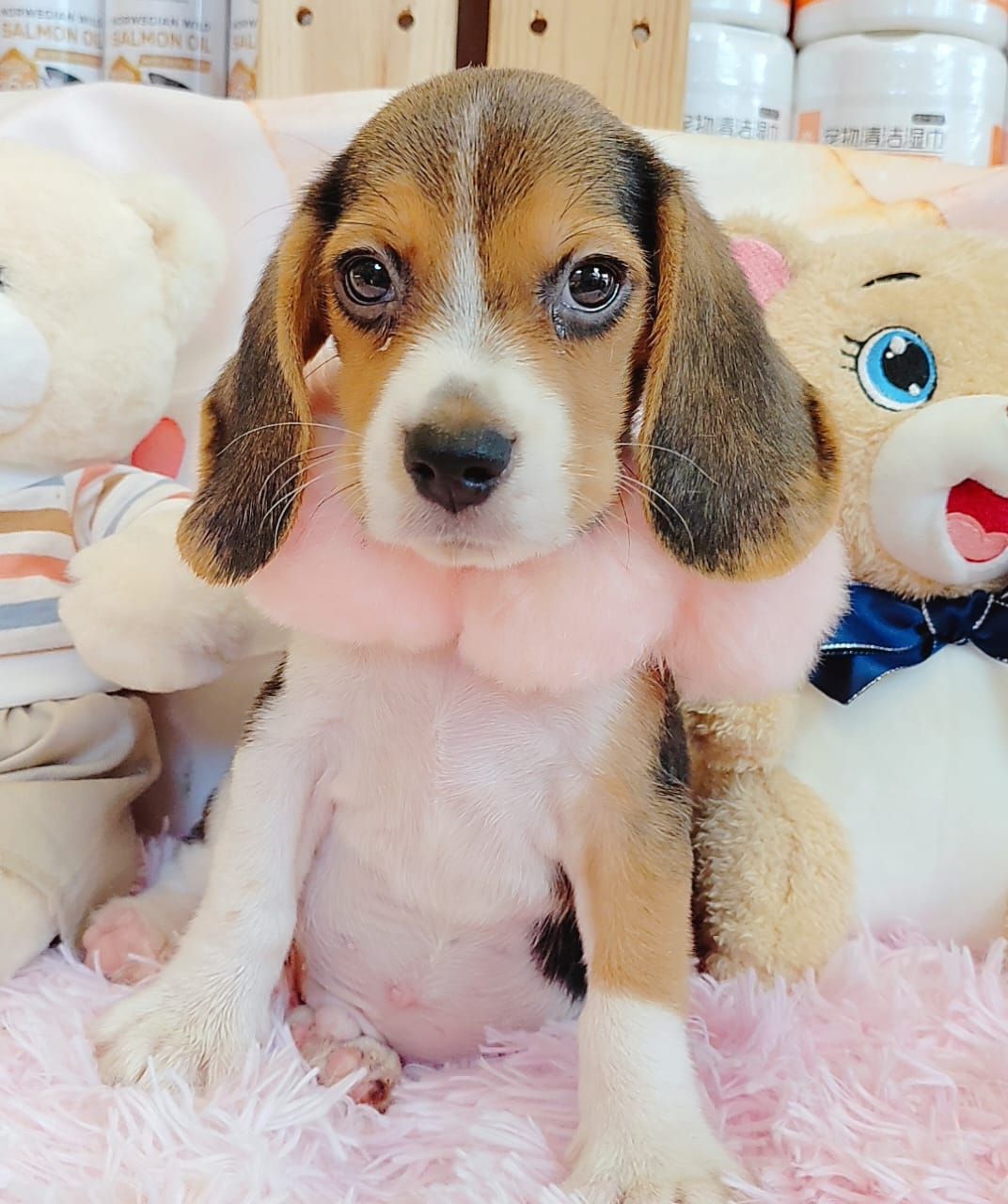 Beagle 米格鲁