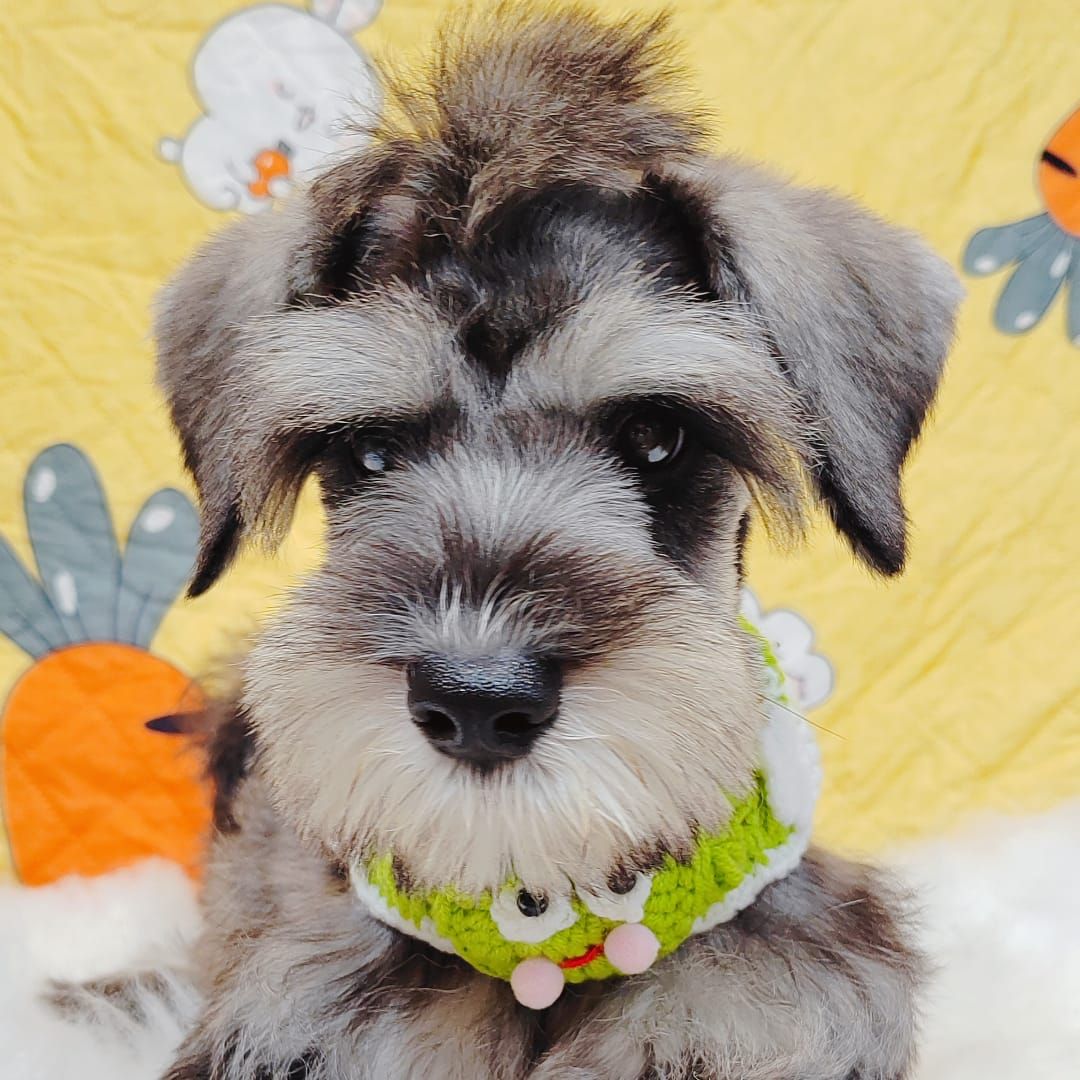 Schnauzer 雪纳瑞