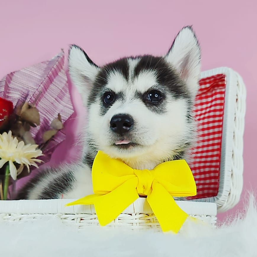 Siberian Husky 西伯利亚哈士奇