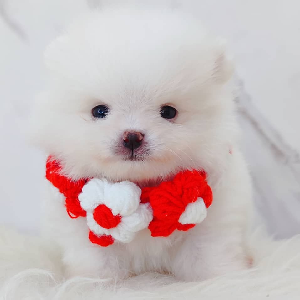 Pomeranian 博美
