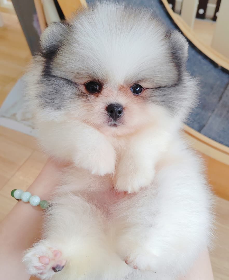 Pomeranian 博美