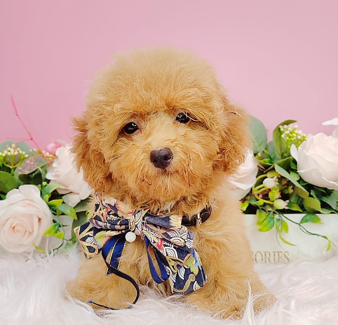 Poodle 娉拌开璐靛