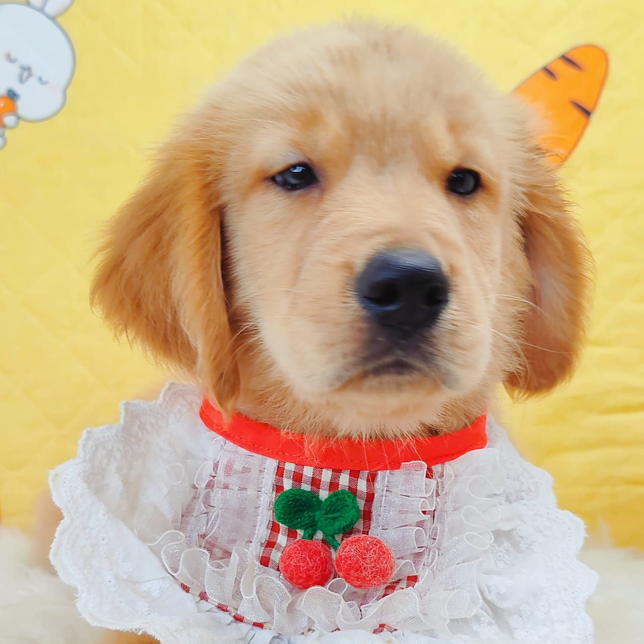 Golden Retriever 黄金猎犬