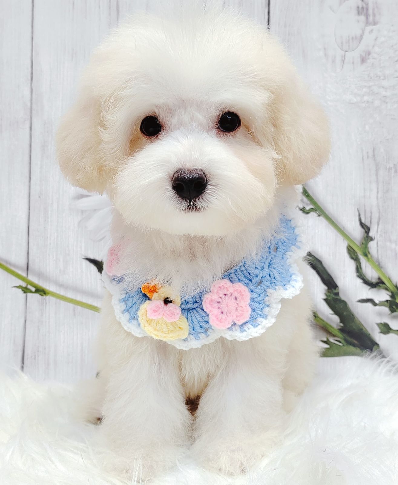 Maltipoo 马尔泰迪