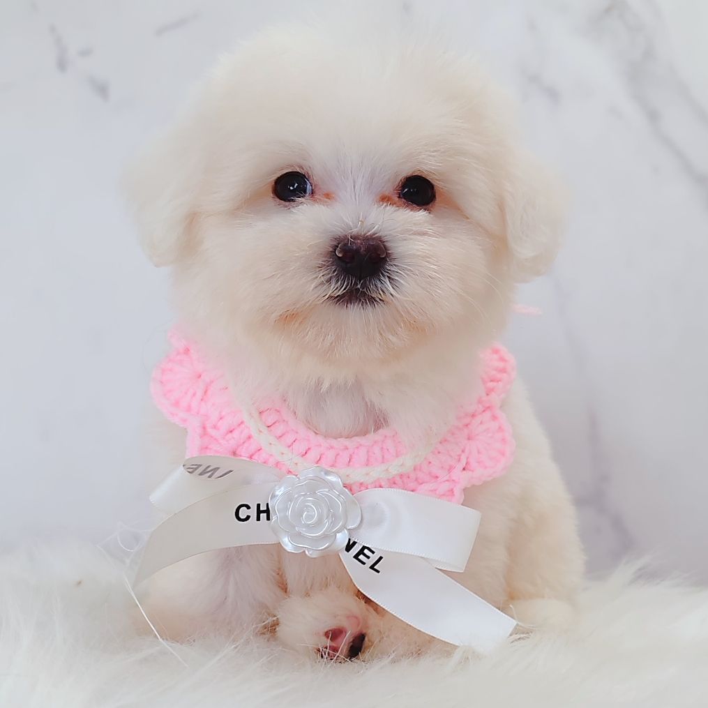 Maltipoo 马尔泰迪