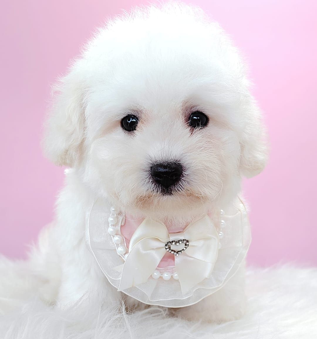 Bichon Frise 比熊