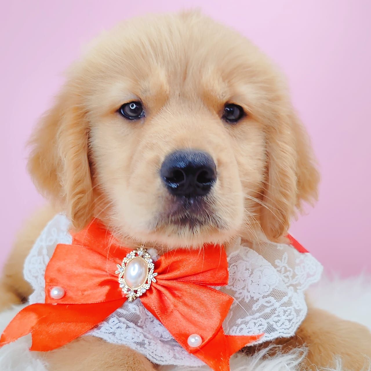 Golden Retriever 黄金猎犬