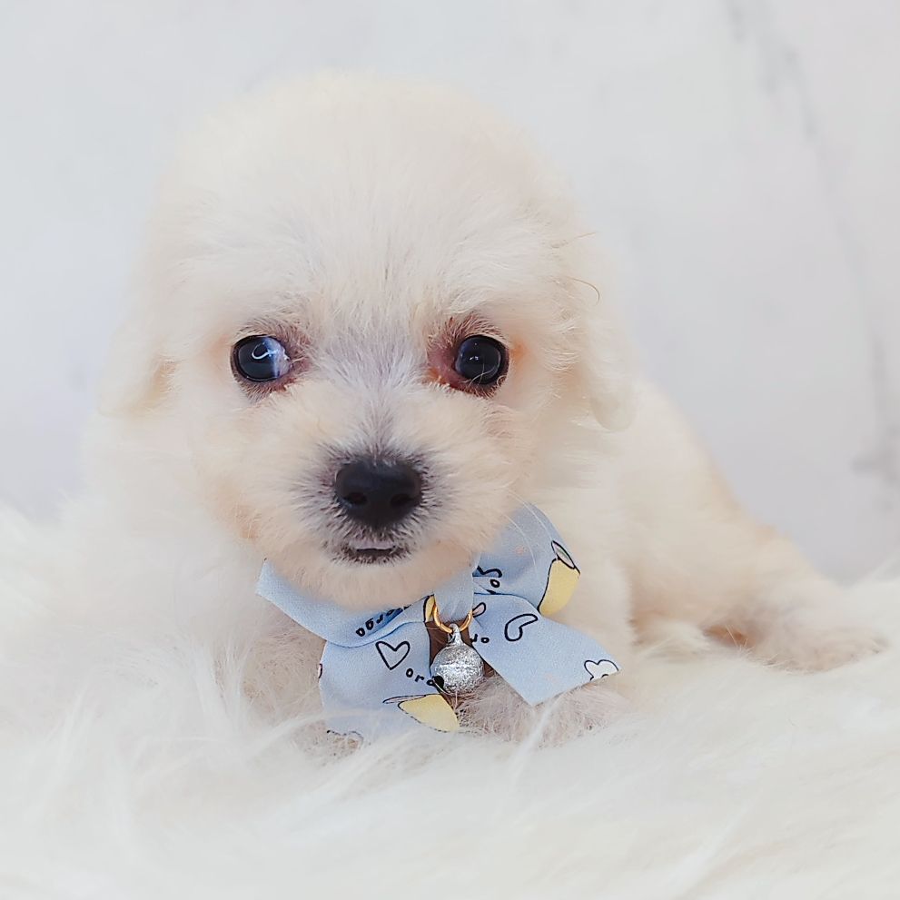 Bichon Frise 比熊