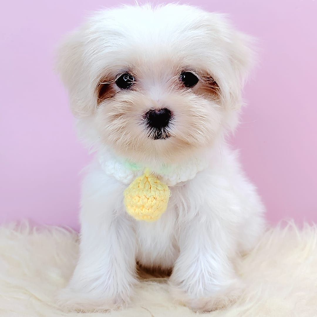 Maltese 马尔济斯