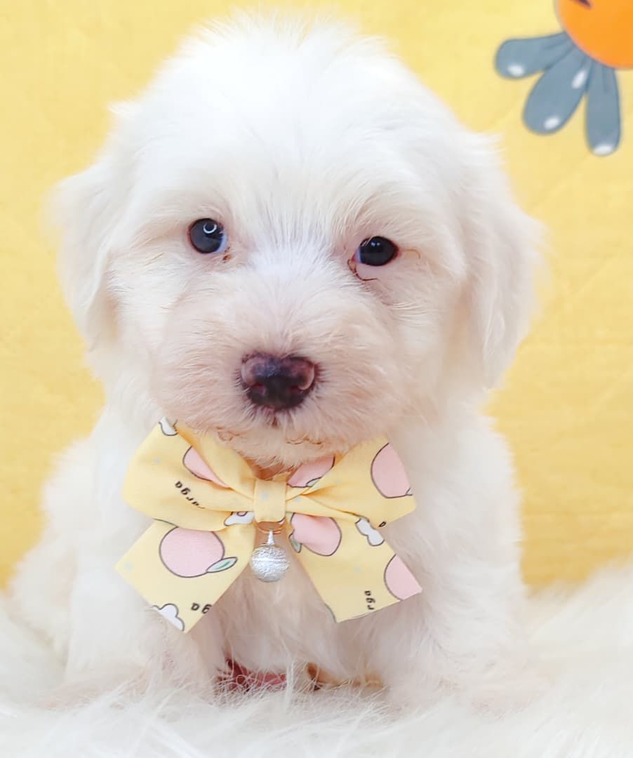 Maltipoo 马尔泰迪