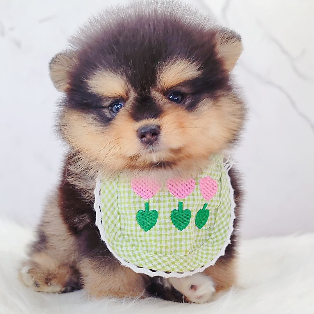 Pomeranian 博美