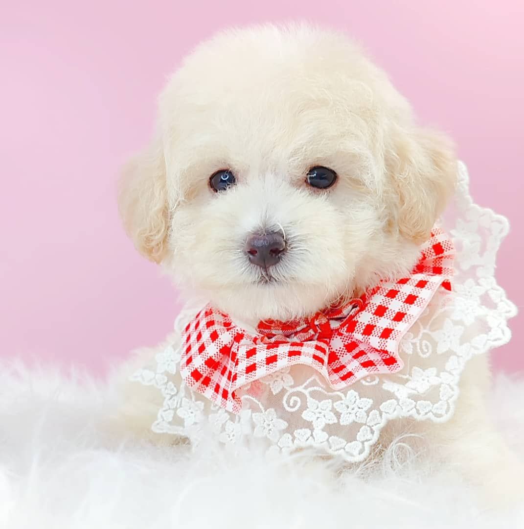 Maltipoo 马尔泰迪