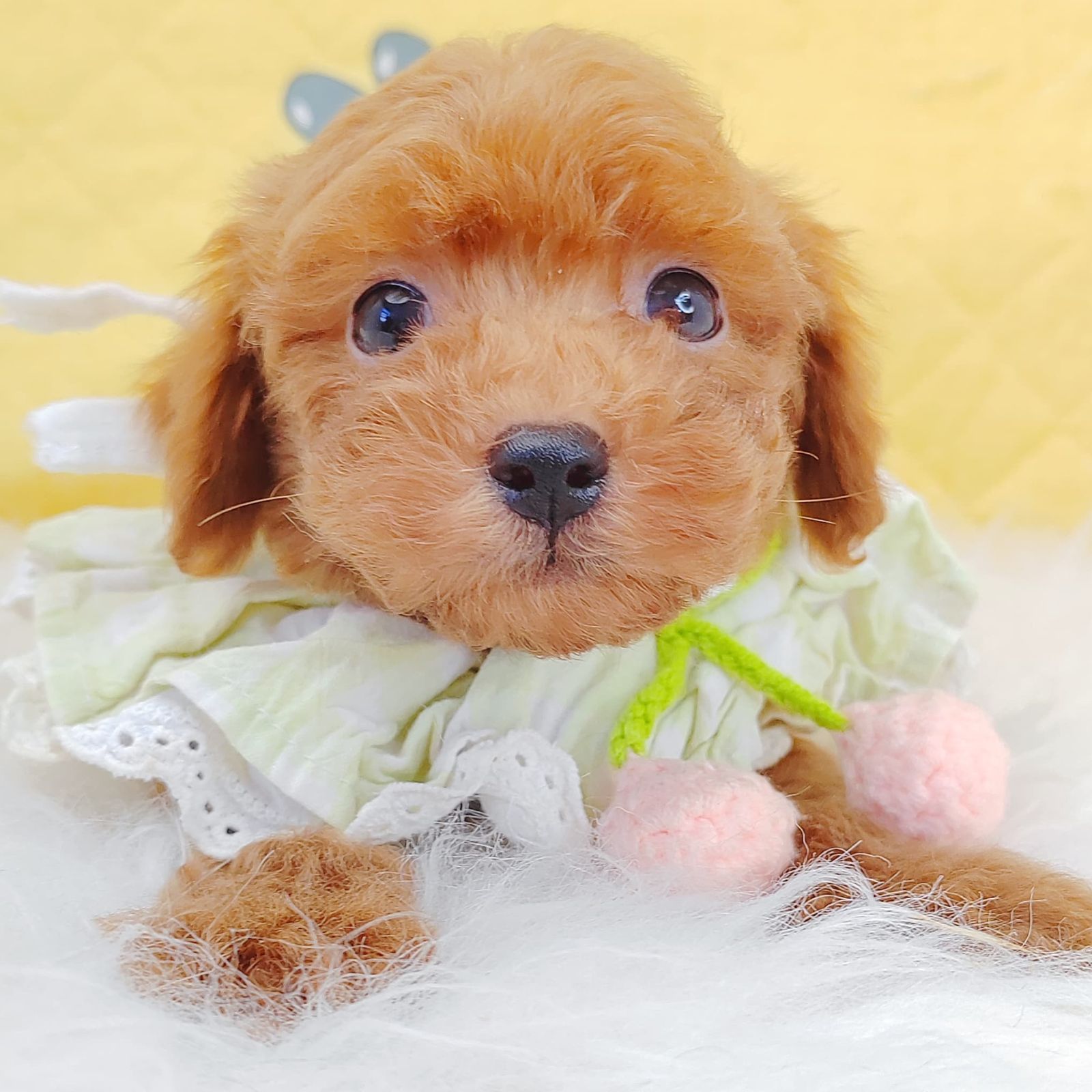 Poodle 璐靛娉拌开