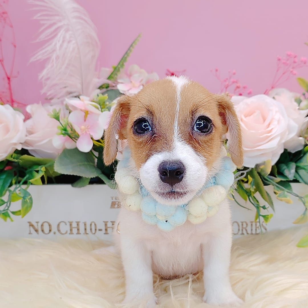 Jack Russell Terrier 杰克罗素梗