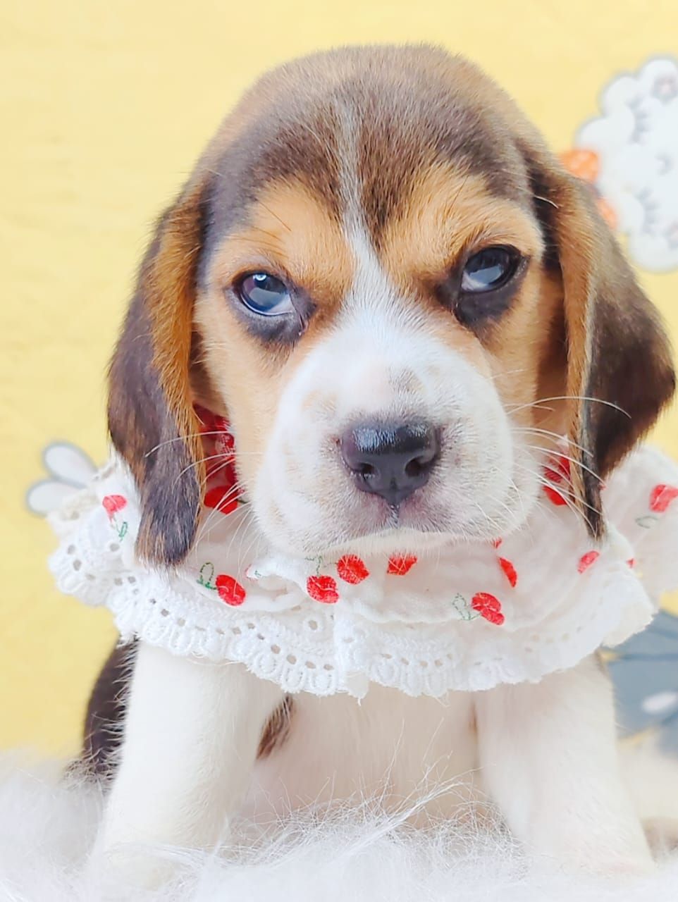 Beagle 米格鲁