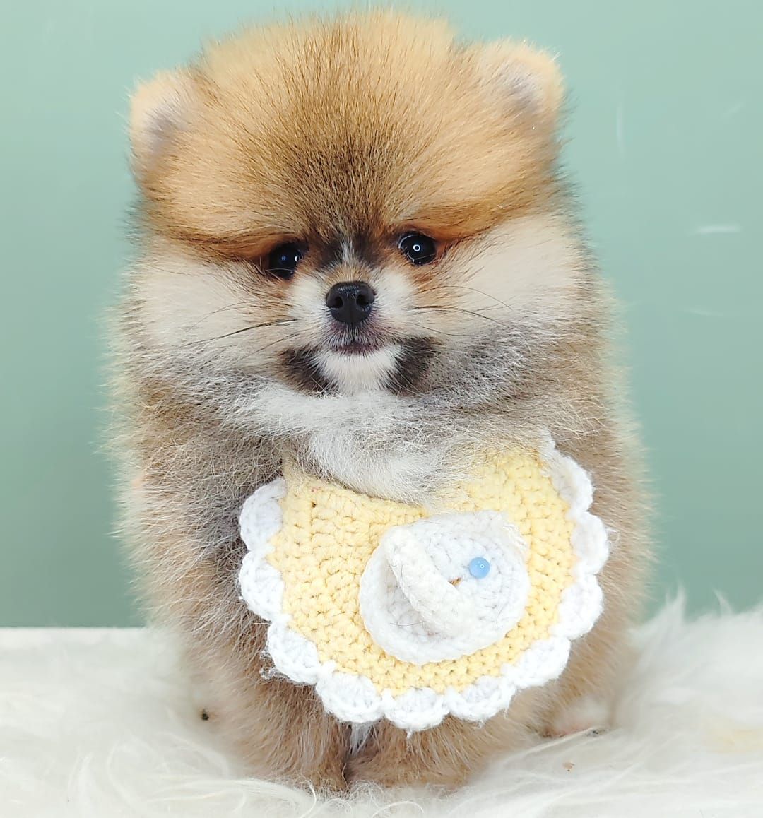 Pomeranian 博美