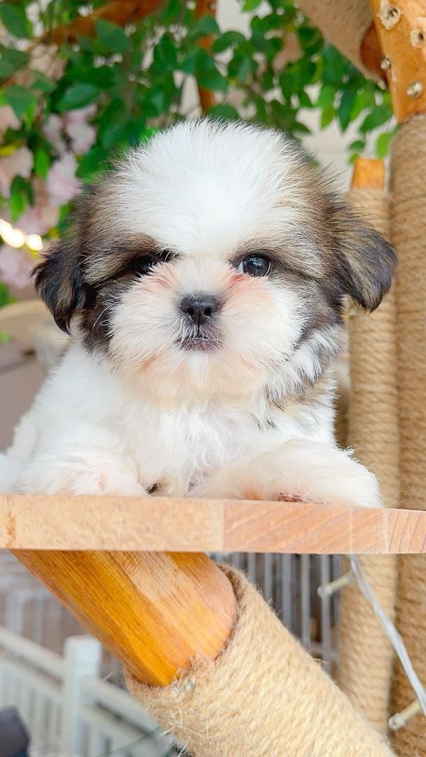Shih Tzu 西施