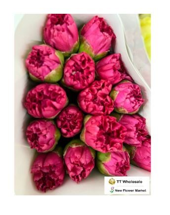 Buy Fresh Carnation Flowers – Available in Multiple Colors & Bouquets